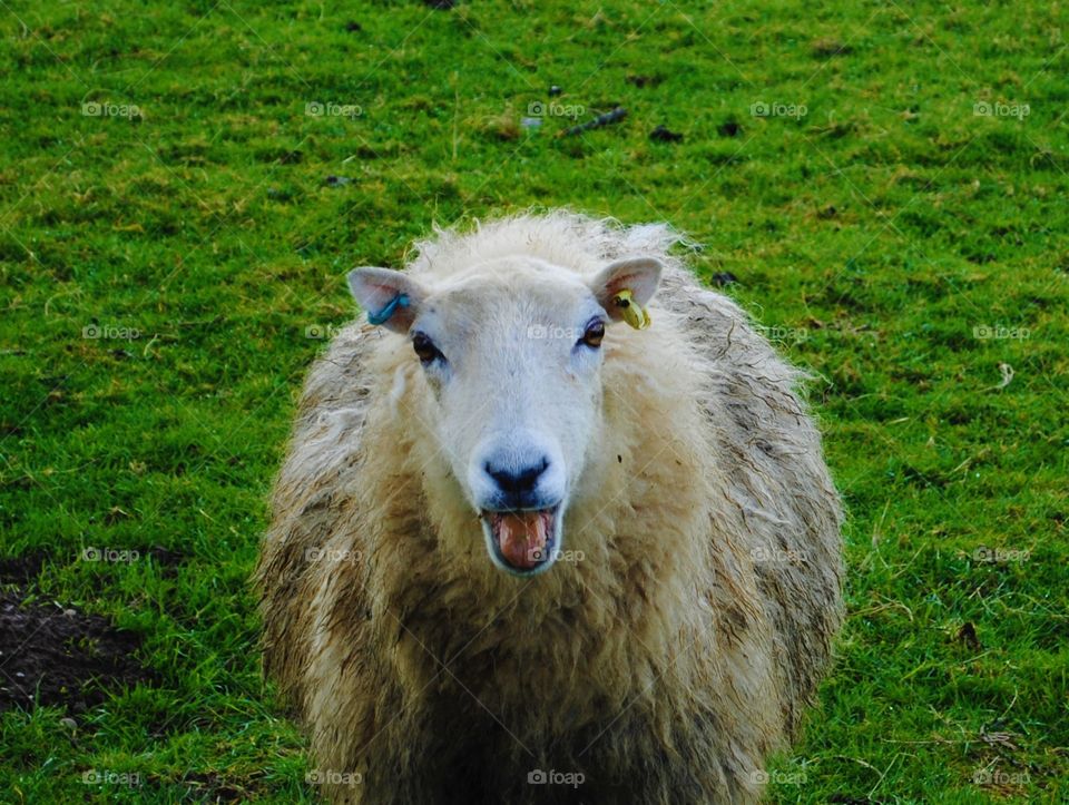 A sheep stares at the camera in a field in wales