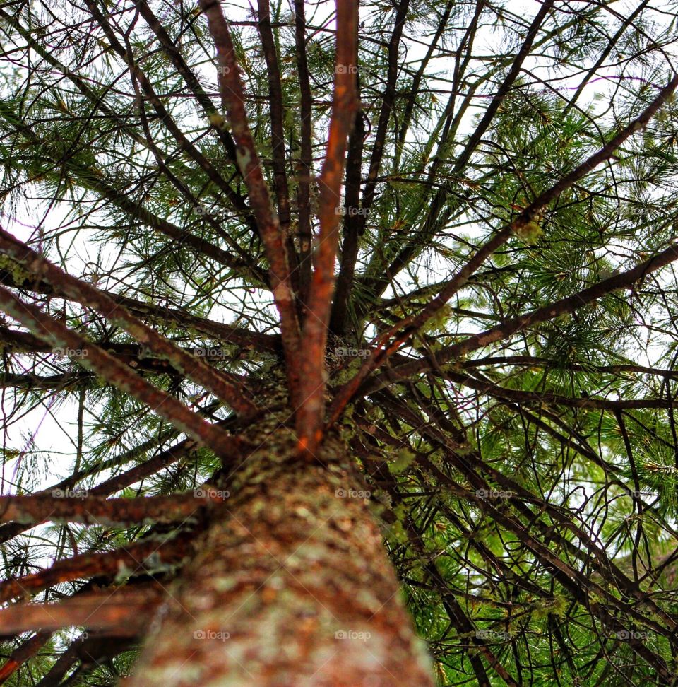 Pondarosa pine