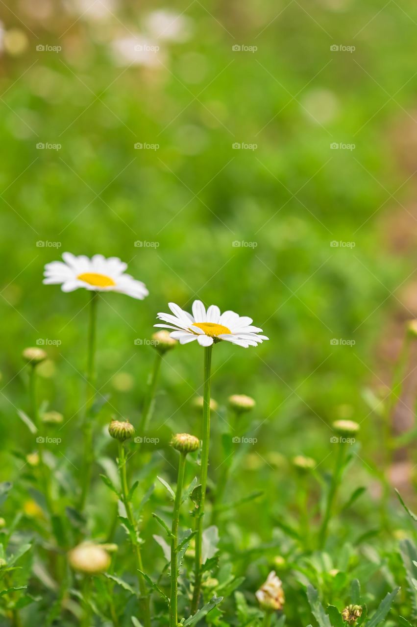 Capturing the beautiful blooming of daisy during spring.