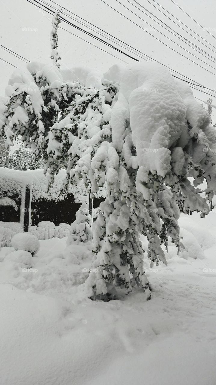 Winter tree after a massiv snowstorm