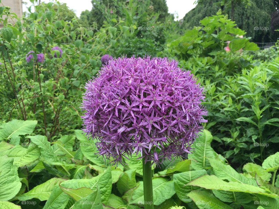 Allium head
