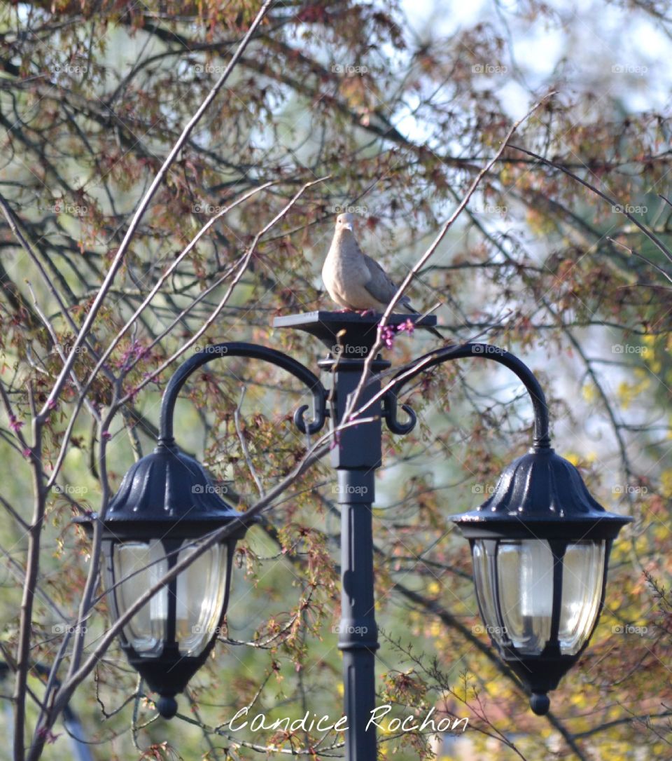 mourning dove