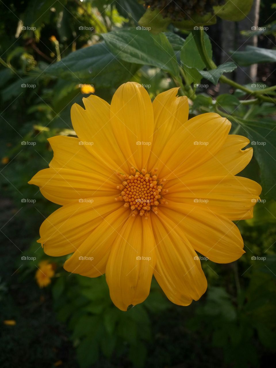 the most beautiful blooming yellow colour flower in my garden