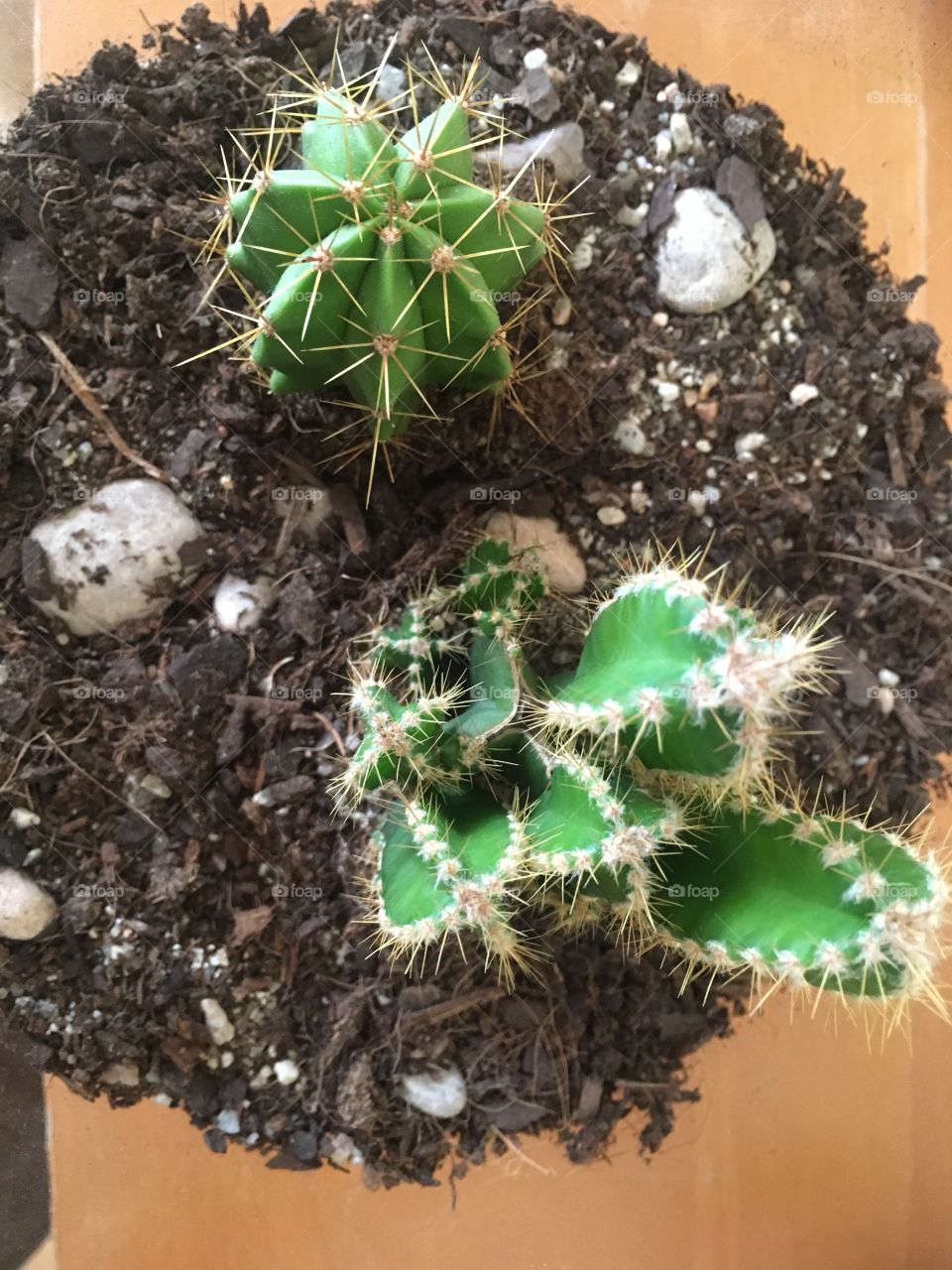 Cactus, suculentas