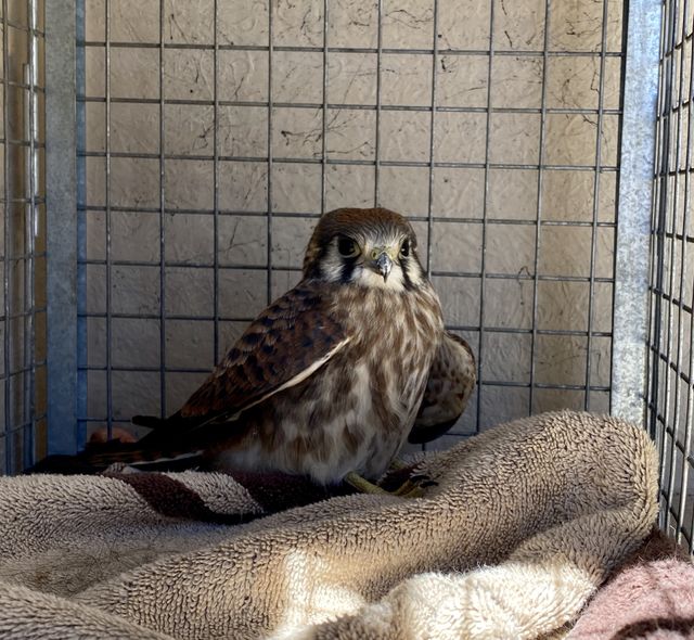 Kestrel 