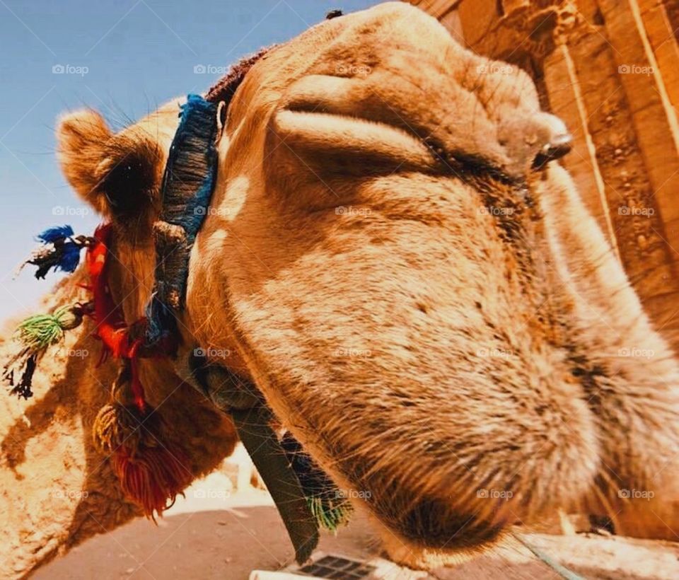 Camel