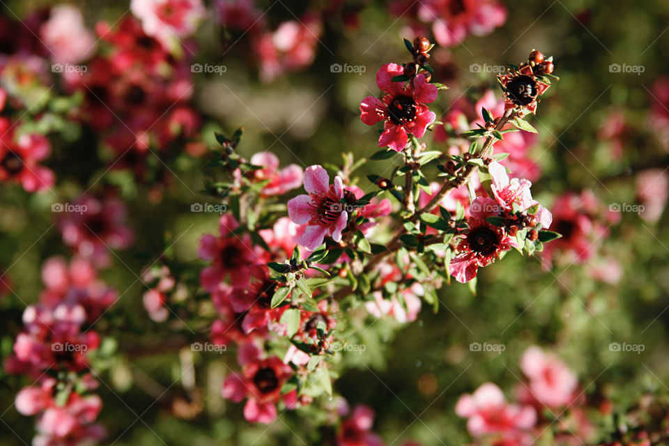 Red flowers. Spring 