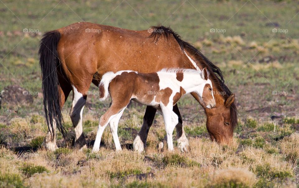 Wild Horses