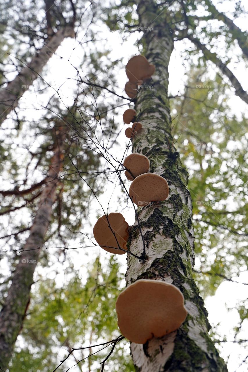 Mushroom on the tree