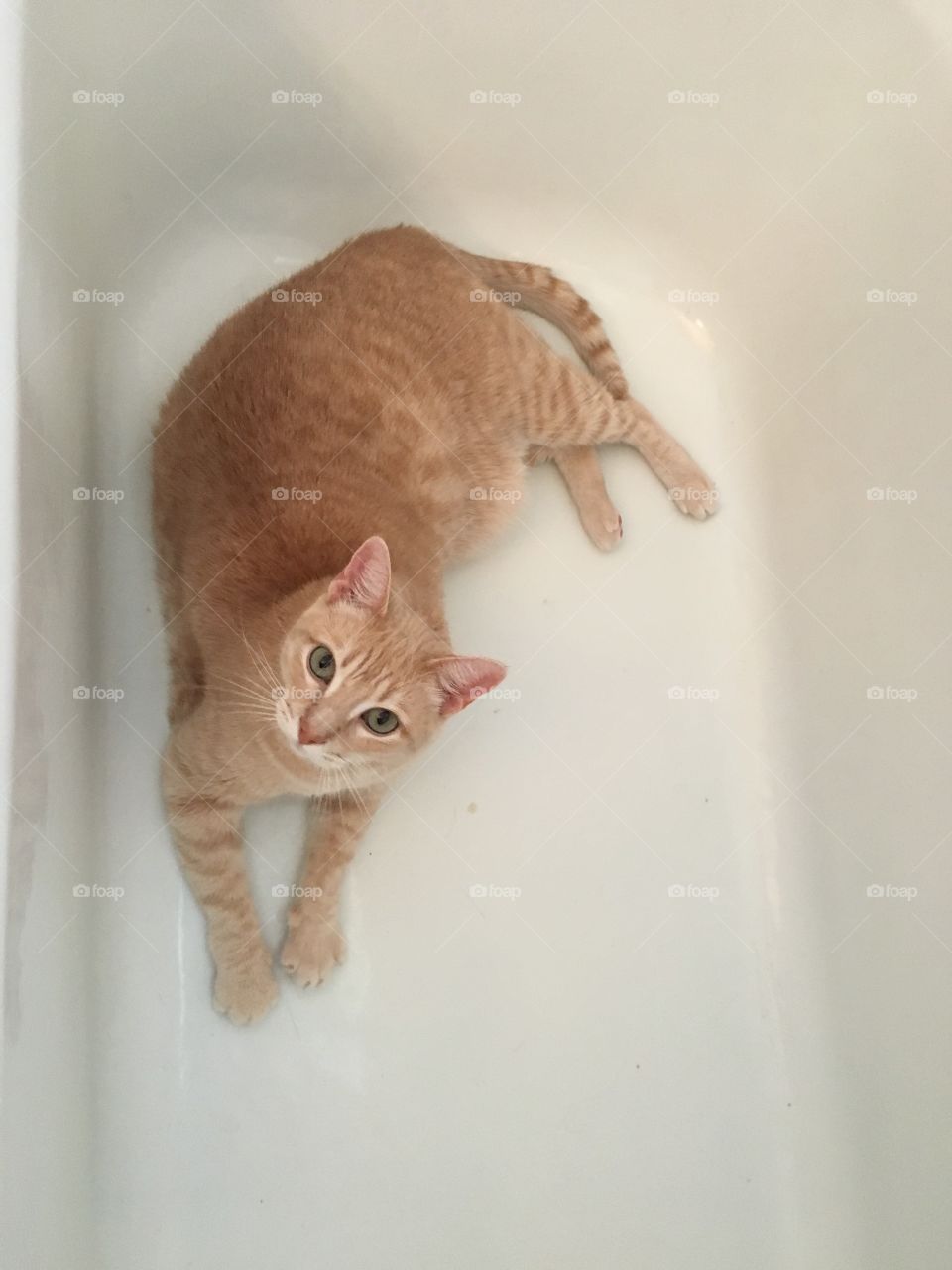 Ginger cat in a bathtub