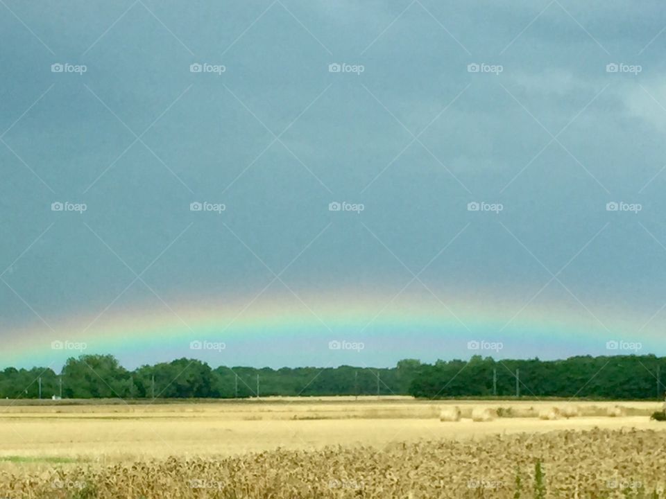 Rainbow over grain field