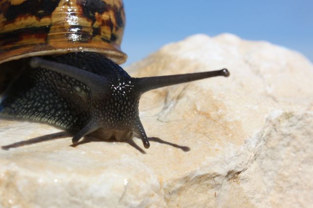 Caracol