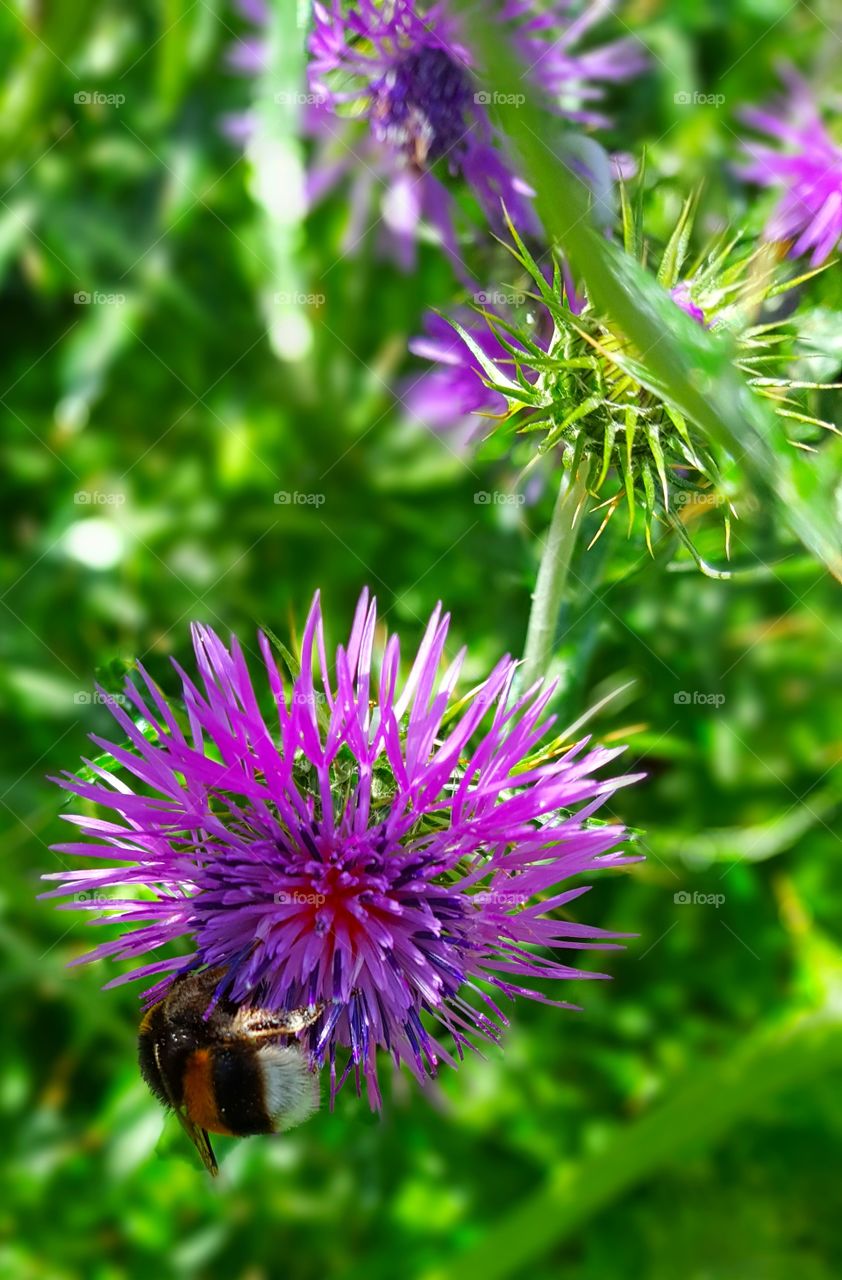 Bumble bee on a thistle flower