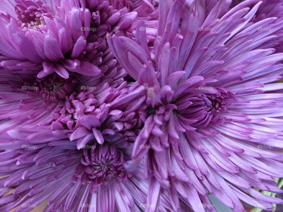 Macro of purple flowers