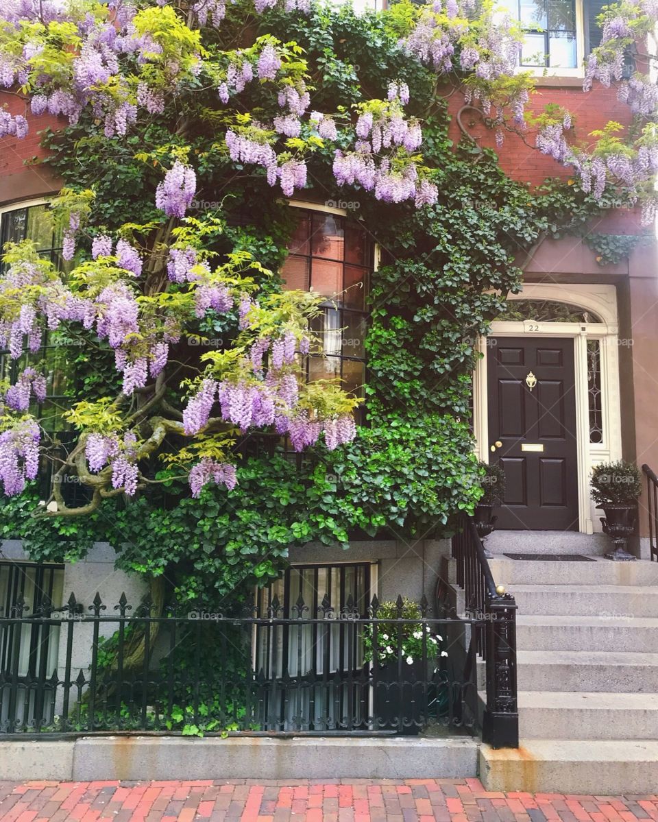 Purple wisteria flowers on brownstone in Boston