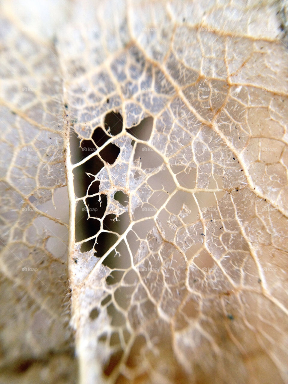 sweden garden plant leaf by elluca