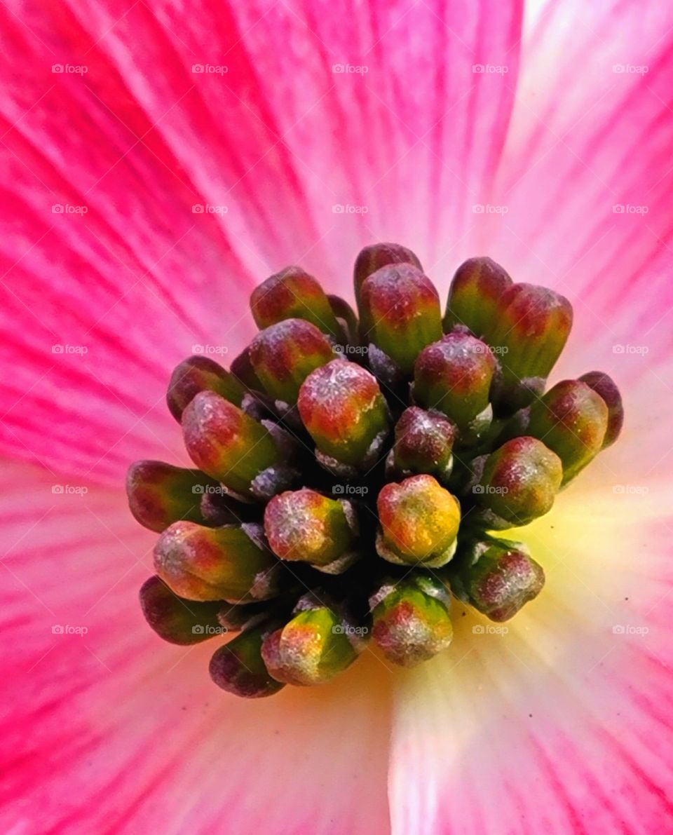 dogwood tree blossoms