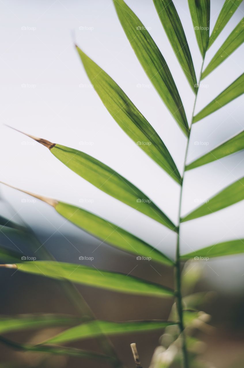 A close up photo of a house plant growing on my balcony. I’m not sure what kind of plant this is but it’s beautiful. 