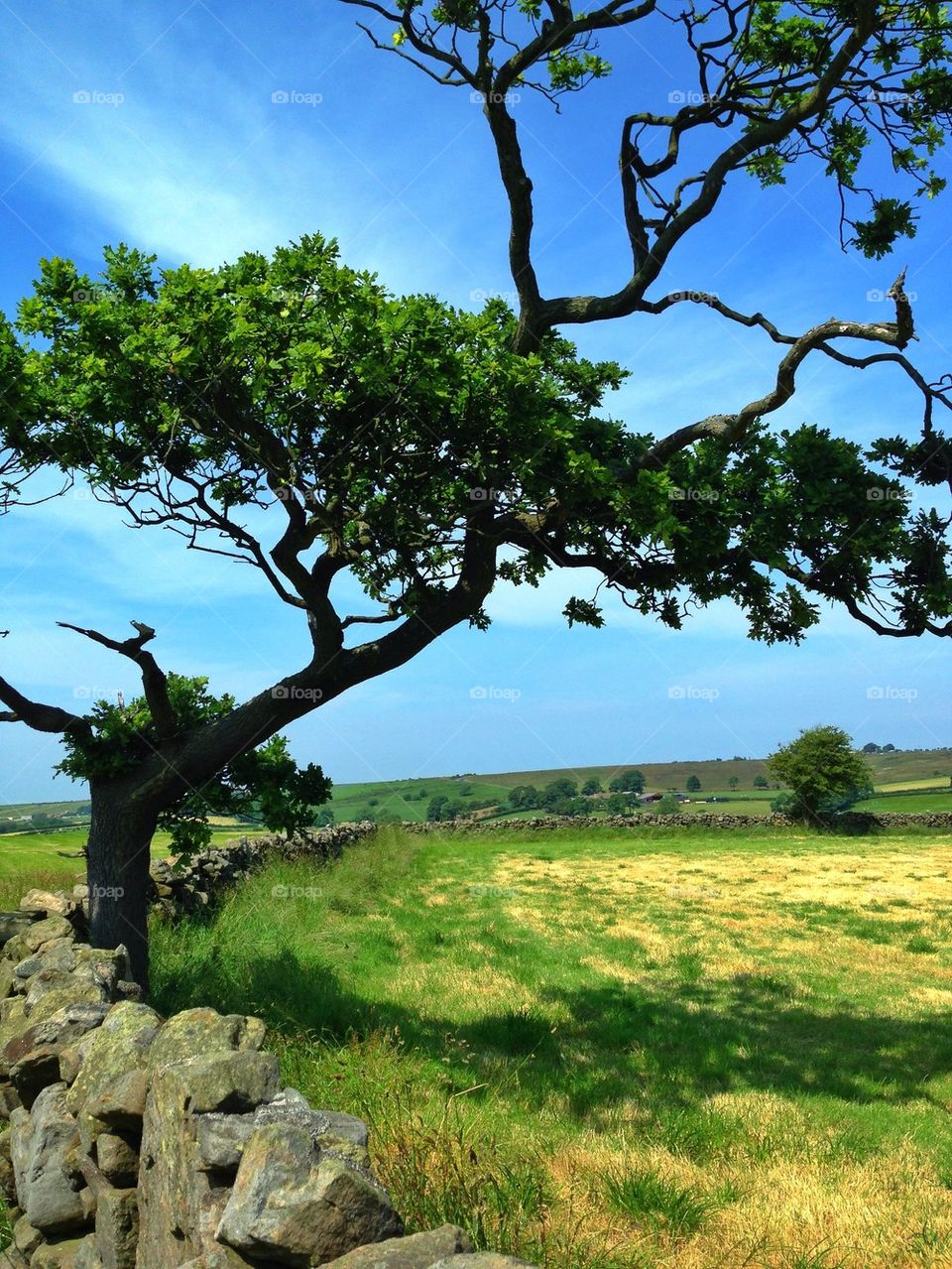 Tree and dry stone wall