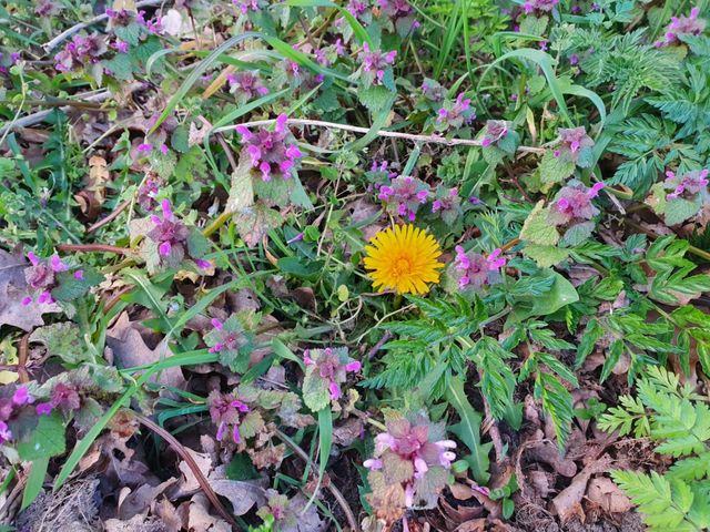Nature