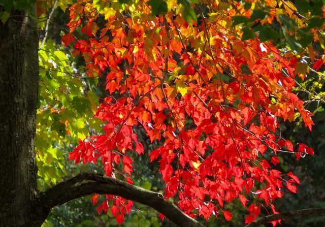 leaf
