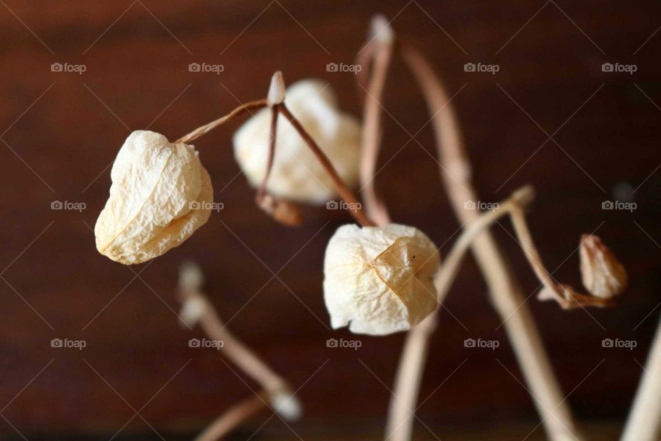 Dry orchids dead flowers