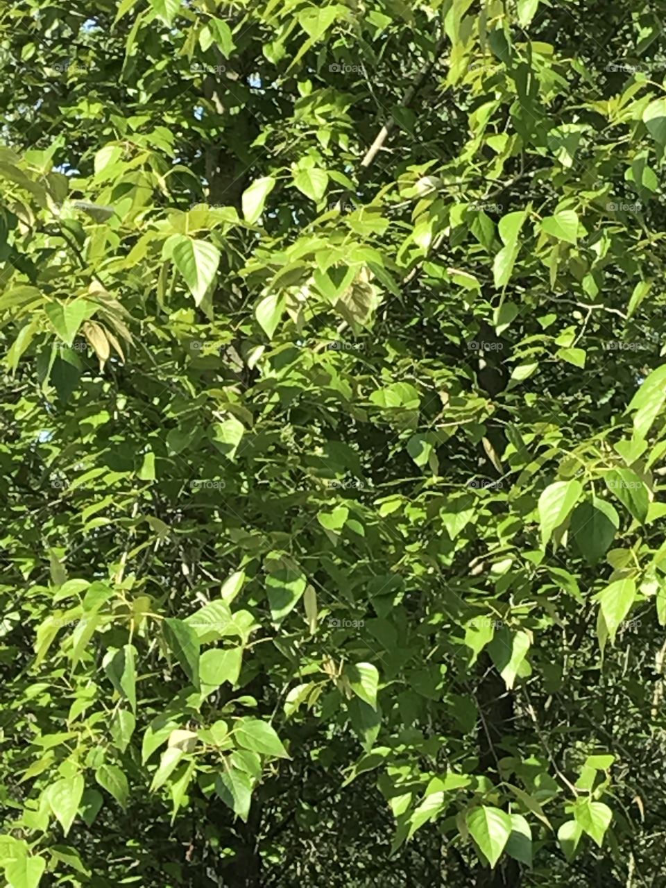 Another shot in the beautiful woods of our great outdooors in the Pacific Northwest