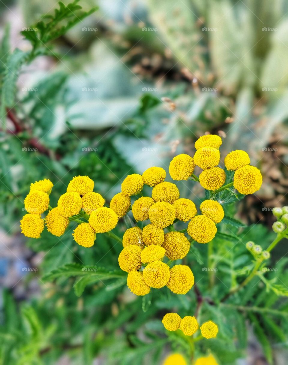 Common Tansy