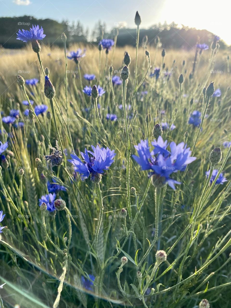 Cornflowers
