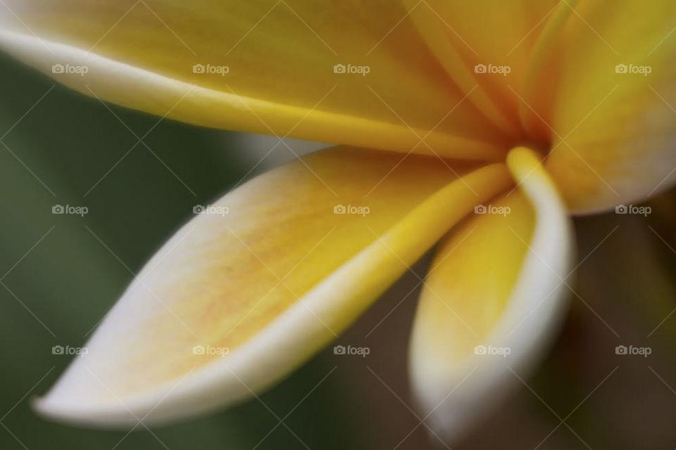 Yellow White Frangipani Plumeria Flower Petals