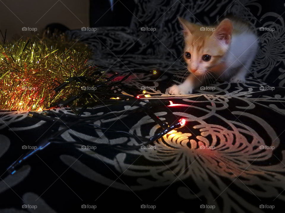 Intrigued by the light