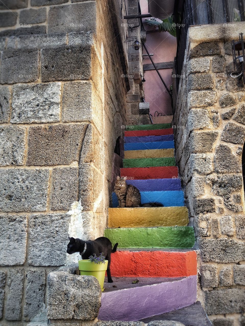 Cats Greece color City walk street stones building exterior outdoors Architecture