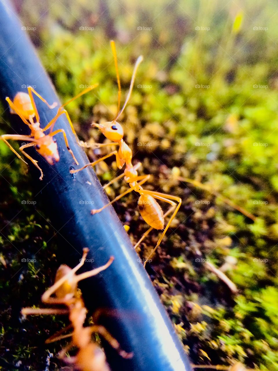 Ant macro wallpaper