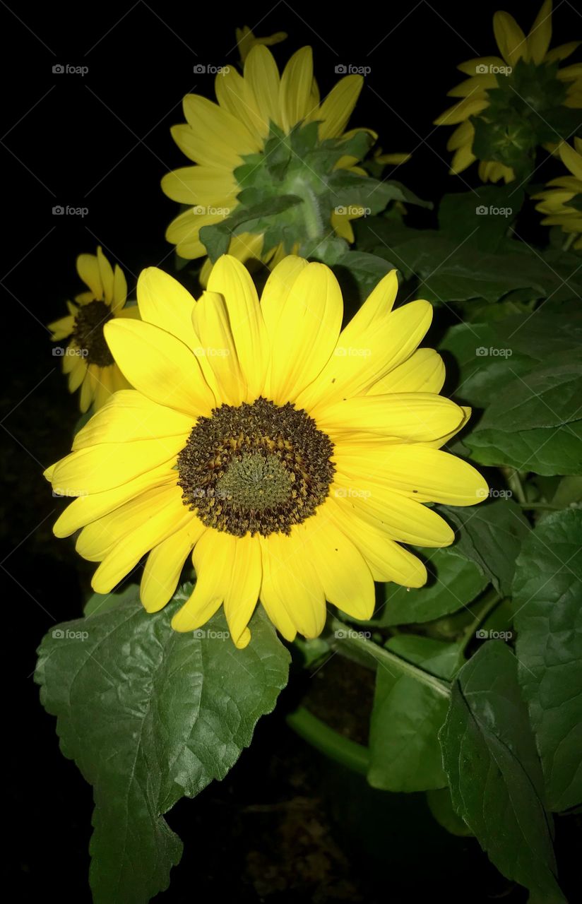 Sunflower 