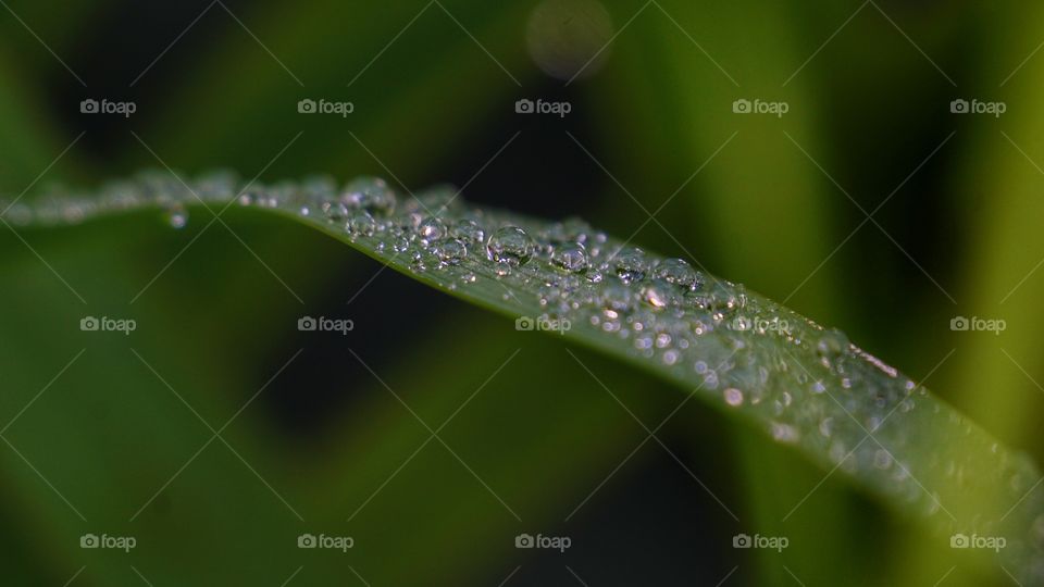 water droplets on green grass, after rain