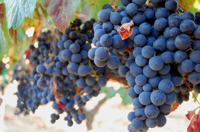 grape