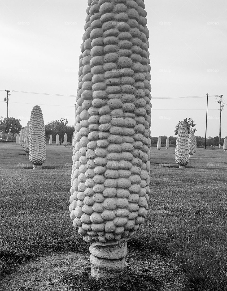 Corn in Ohio