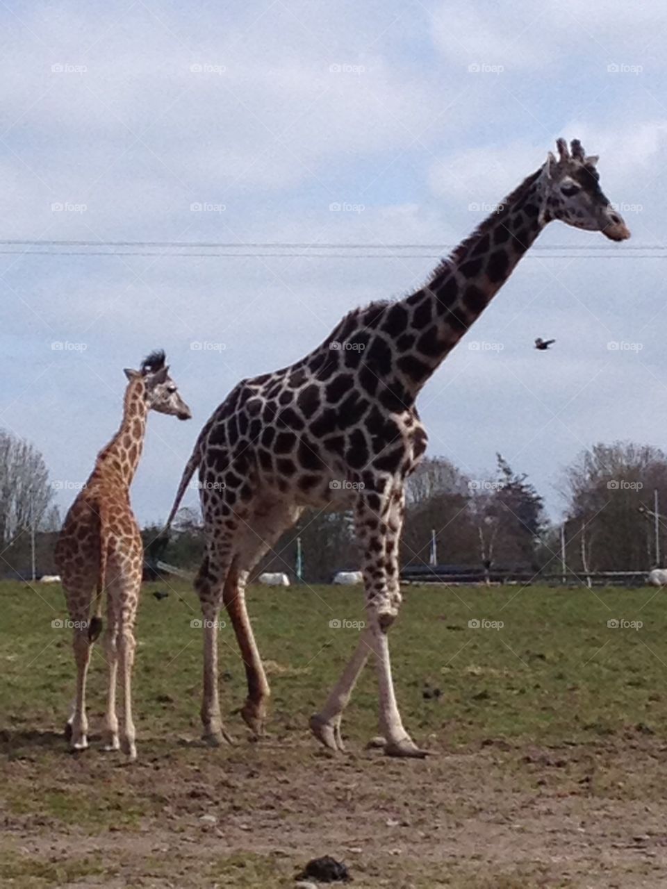 Baby giraffe with mother 