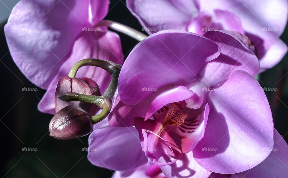 The beauty of Orchid