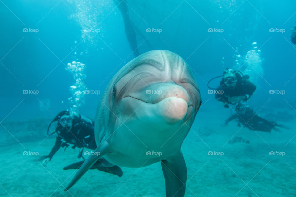 One Dolphin swimming in the Red Sea, Eilat Israel a.e