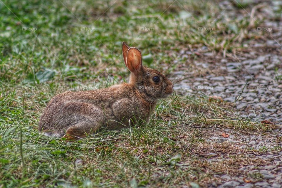 Rabbit in the grass.