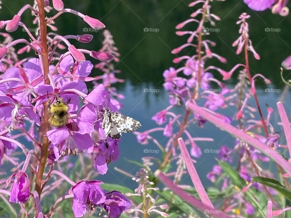 A bubble bee and a butterfly cohabiting in peace and harmony.