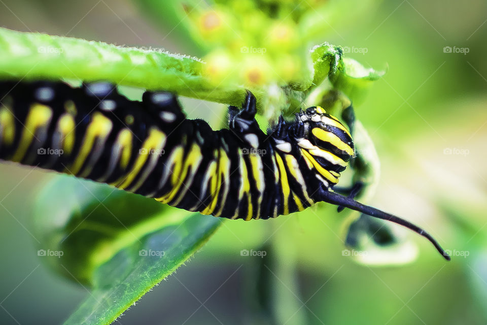 Caterpillar on a leaf. 