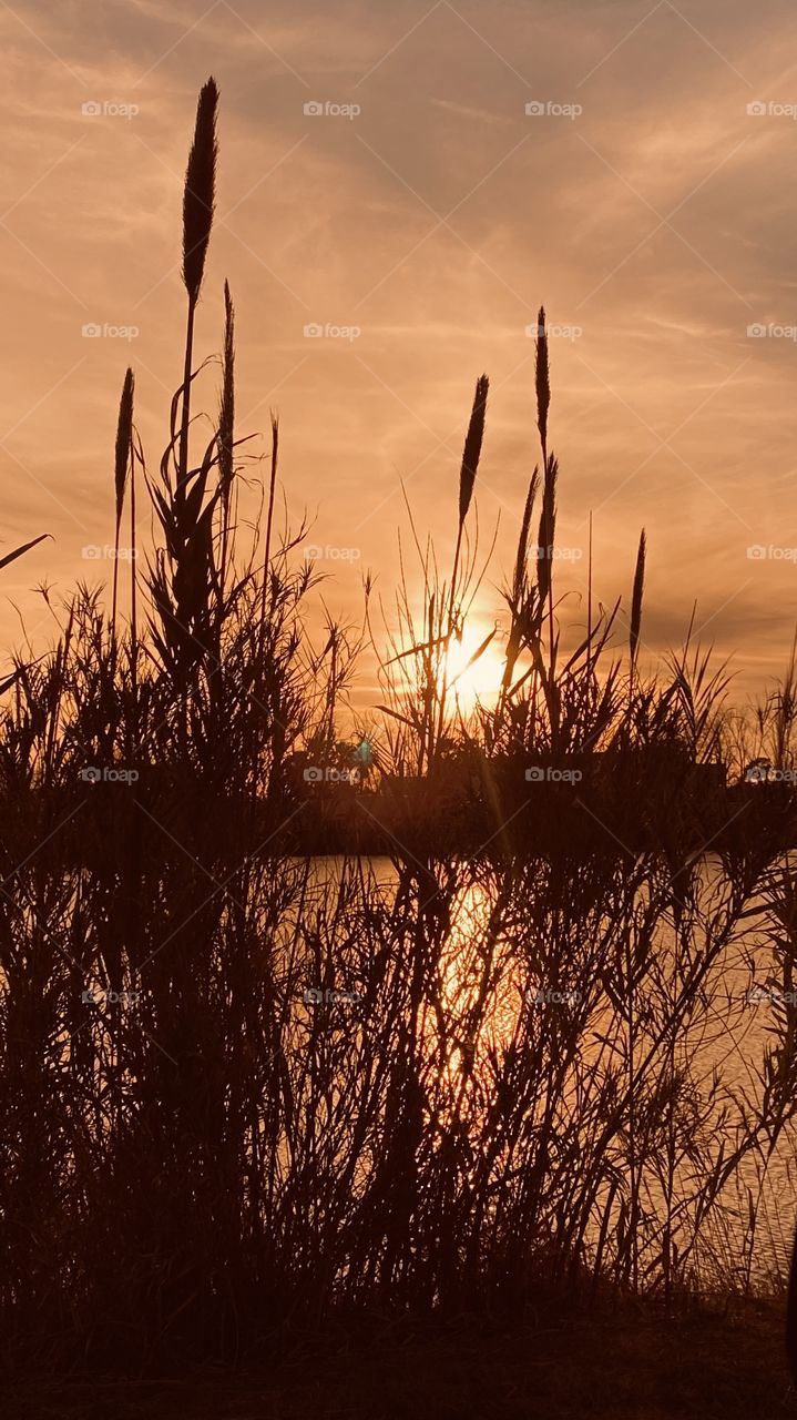 Evening Sunset high clouds spreading the sunbeams with the clouds. Evening colors appear strong for this early pic. Reflections of the Sunbeams /  Rays off the lake waters. Cat Tails are represented very well for sunset. 