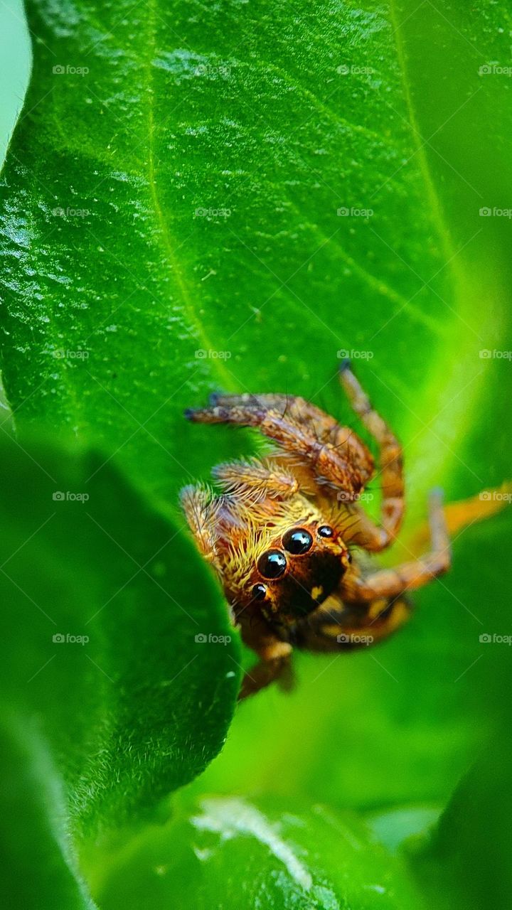 Surprised spider, Spider got surprised by the intruder, spider got surprised by seeing the camera, surprise visit