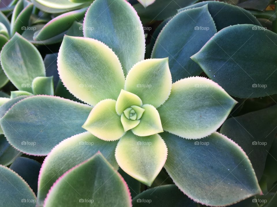 Tropical succulents plant Australia closeup image background wallpaper