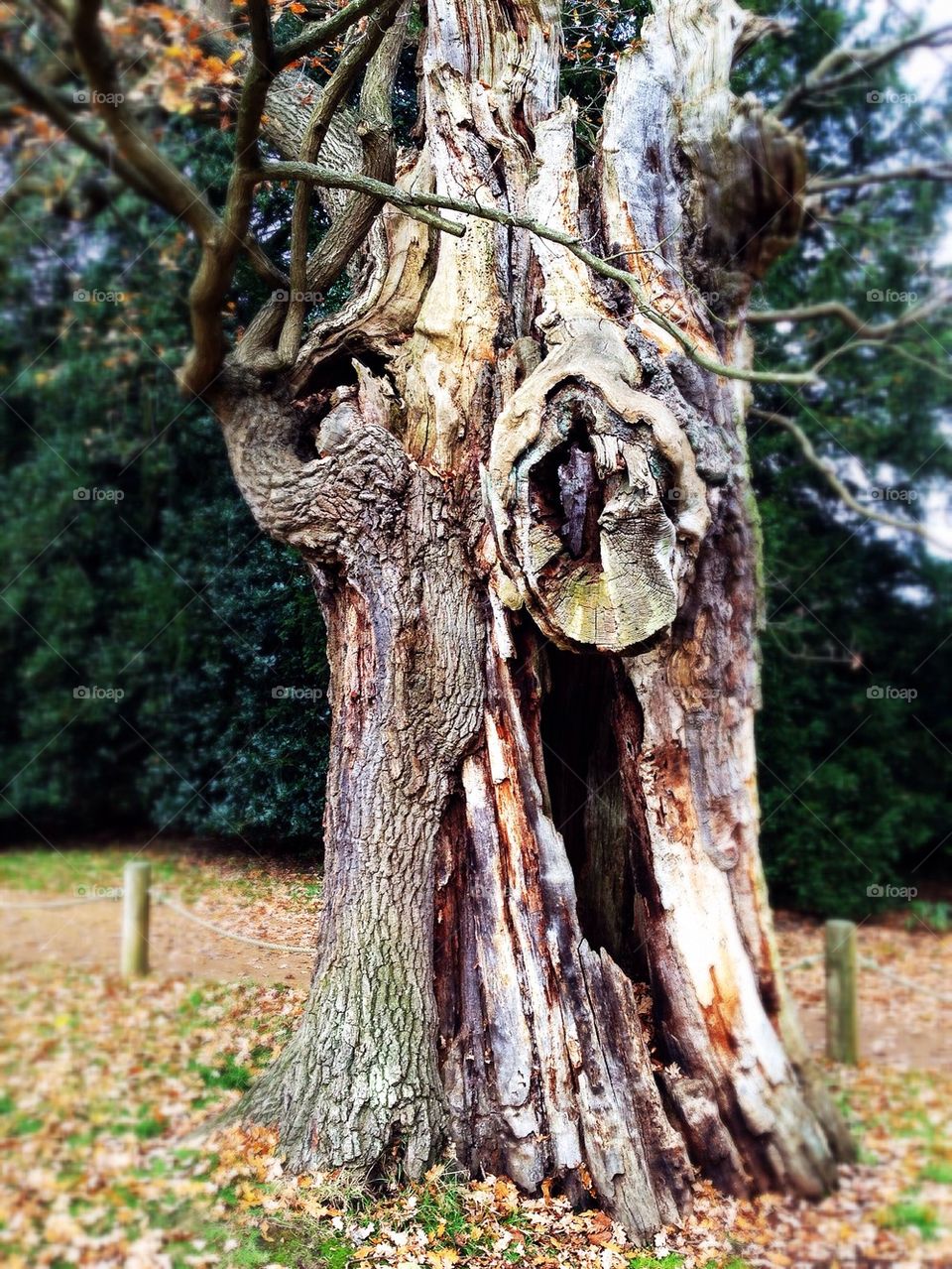 400 year old tree