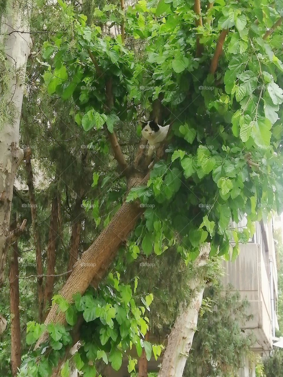 Say hello to foap...