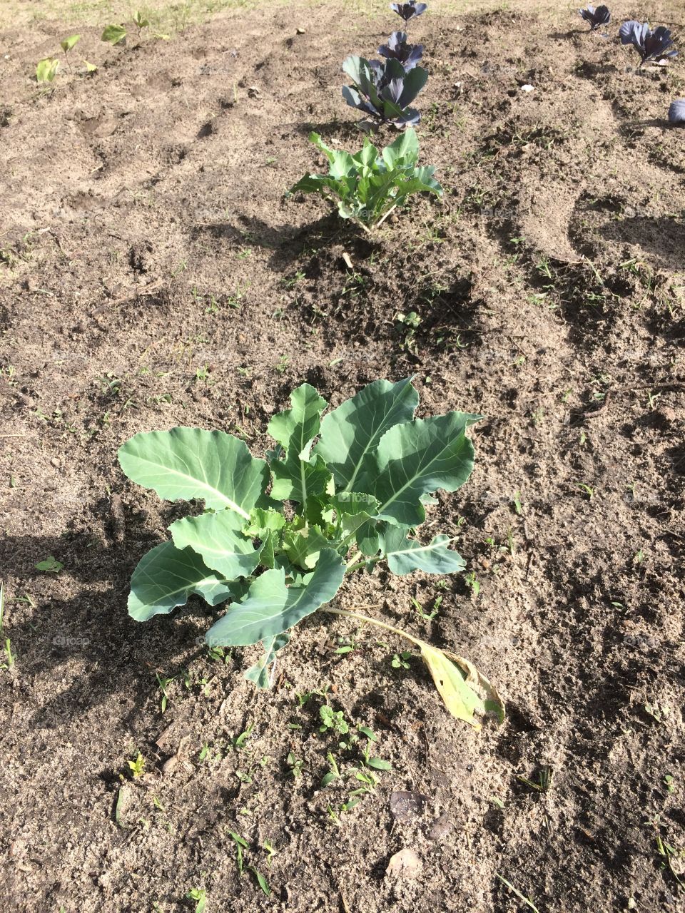 Cauliflower in the garden 