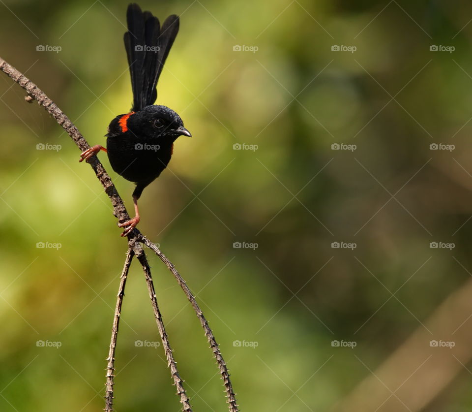 Red Backed Fairy wren